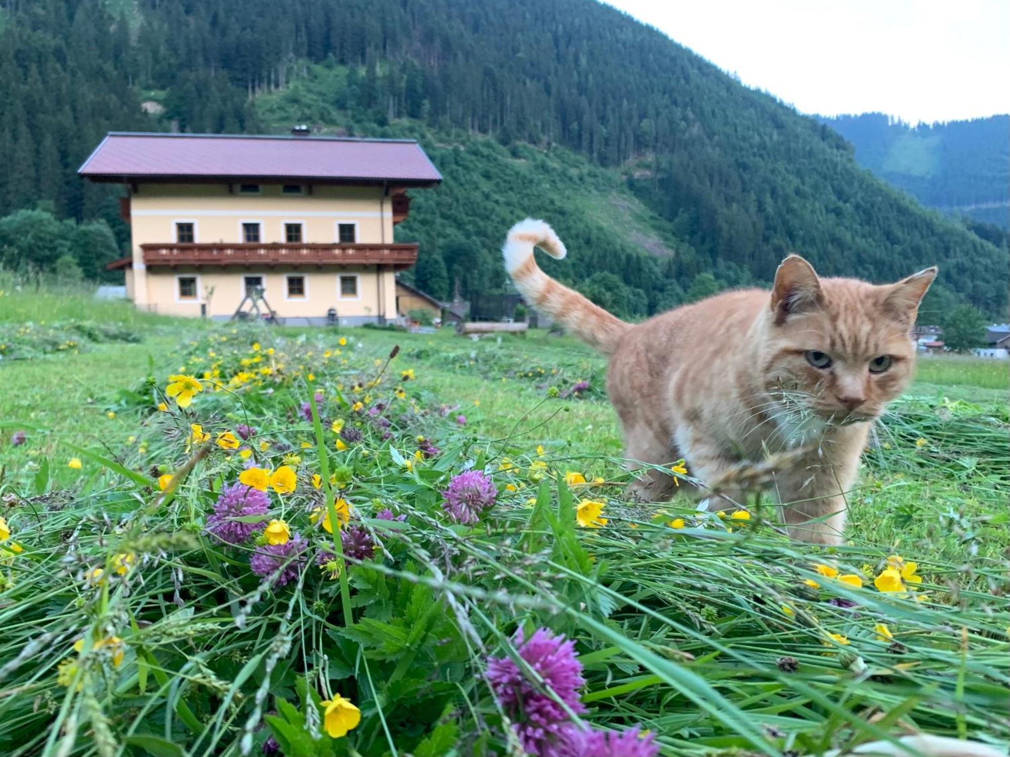 Alpen Appartements Oberlehengut Werfenweng Dış mekan fotoğraf